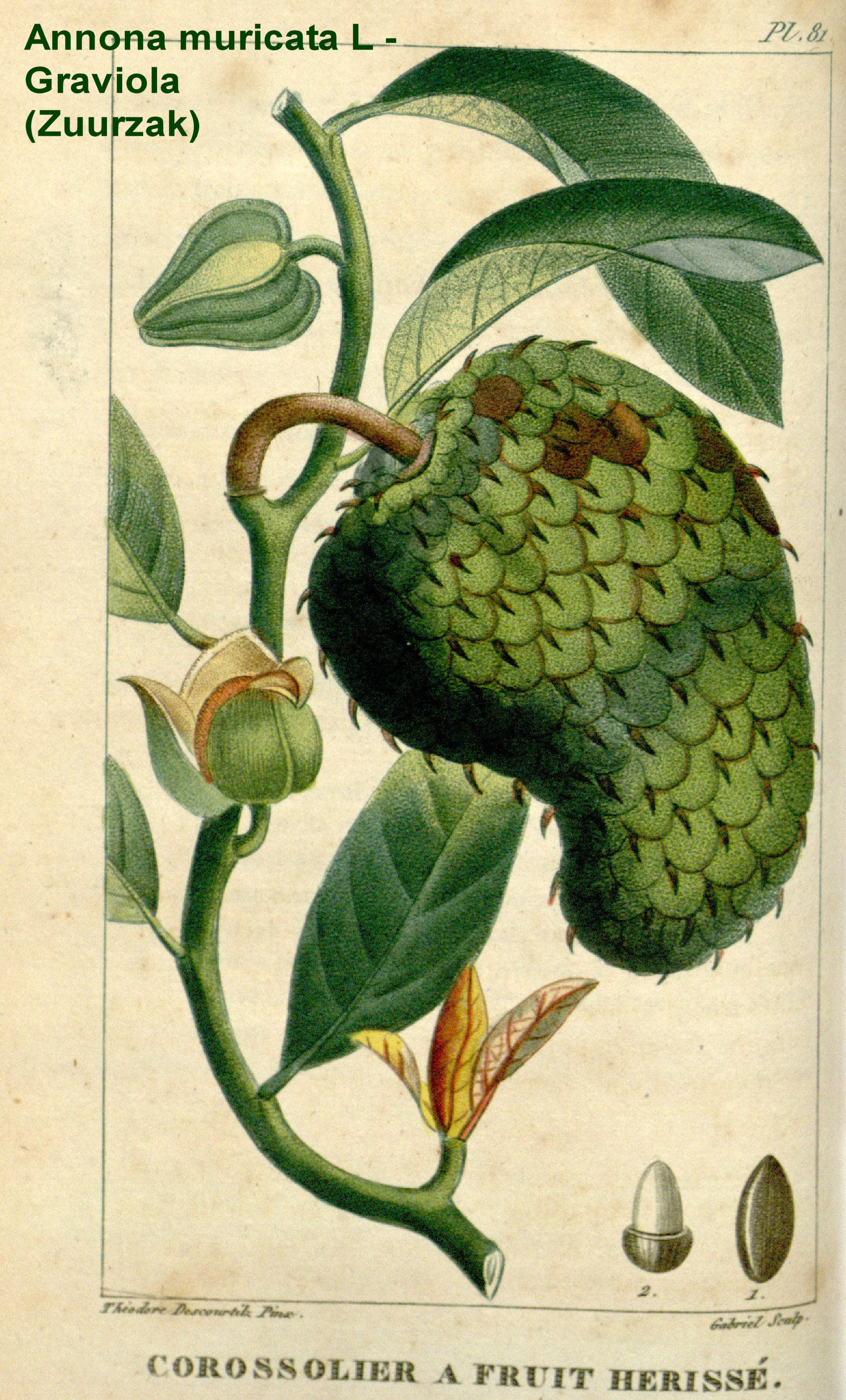 Annona muricata fruit
