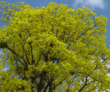 Blooming Surinam Greenhart tree