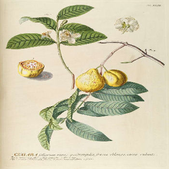 Psidium guajava - Guava