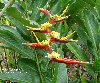 Heliconia red/yellow 
