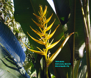 Heliconia lingulata cv Fan