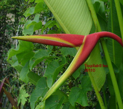 Heliconia She