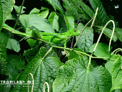 Green Iguana on Matico - TROPILAB