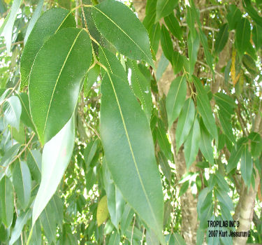 Syzygium cumini (Jamun) leaves - Tropilab