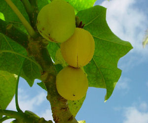 Jatropha fruits