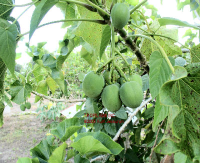 green fruits Jatropha curcas