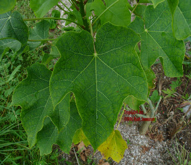 Jatropha curcas leaves