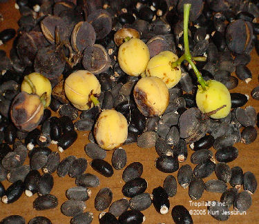 Jatropha curcas seeds