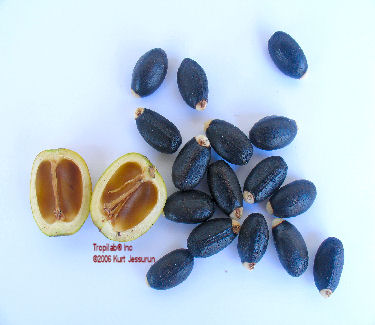 Physic nut seeds