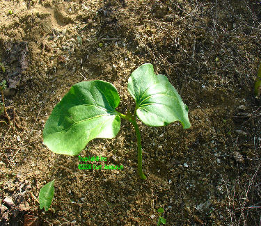Jatropha curcas young plant