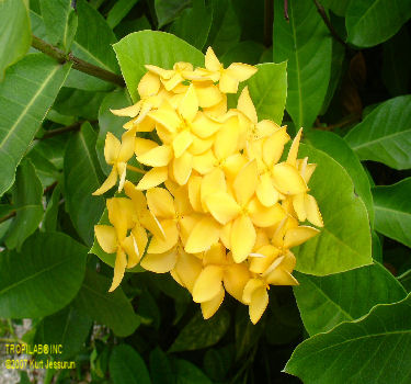 Yellow Jungle geranium