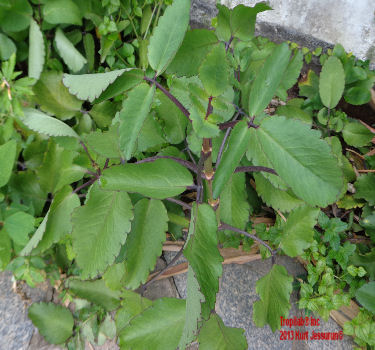 Kalanchoe pinnata-Air plant leaves. The crushed leaves taste slightly sour and bland; they are used for asthma; the fresh juice
 of the leaves is used to treat bronchitis, other upper respiratory infections and whooping coughs.