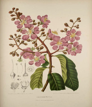 Lagerstroemia speciosa-Banaba