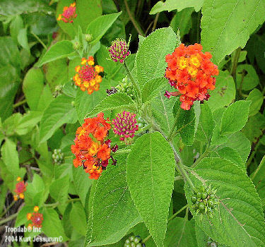 Lantana camara - Wild sage is used for the treatment of skin itches, as an antiseptic for wounds, and 
externally for leprosy and scabies.