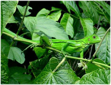 Amazon Rainforest - Green Iguana