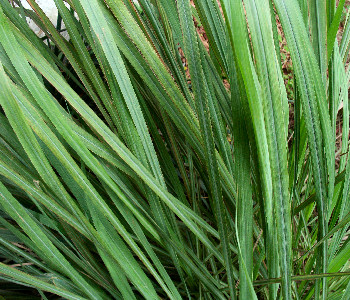 Cymbopogon citratus - Lemon grass