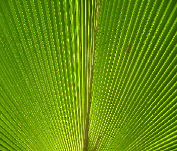 Licuala grandis leaf