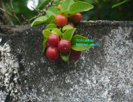 Lime berry fruits