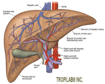 The Liver, largest gland in the body, reddish-brown color and located on right side of the belly