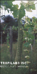 Luffa acutangula