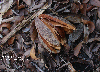 Swietenia mahogany 
