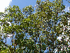 Swietenia mahogany tree in the bush
