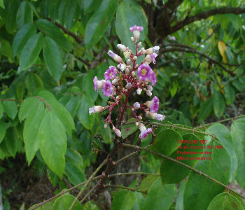 Phyllanthus acidus- Malay gooseberry flowers