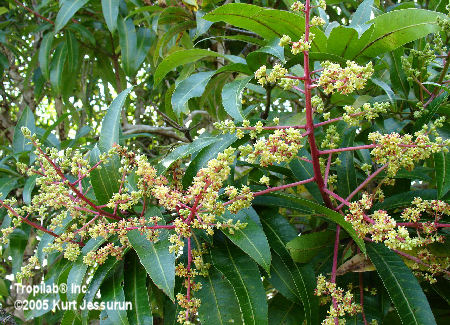 Mango Tree in Bloom (Mangifera indica L.) - Macros of the …