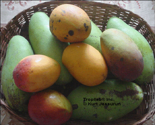 Mangifera indica, Mango- Topilab