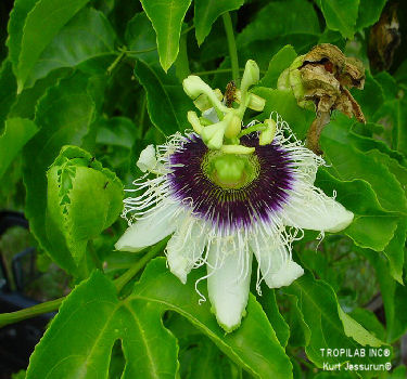 Passiflora edulis flower