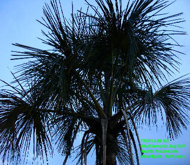 Mauritia flexuosa palm