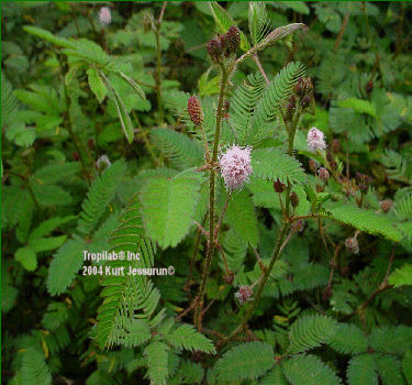 Mimosa pudica