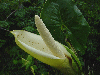 Montrichardia arborescens 
