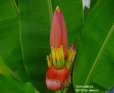 Musa ornata 