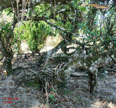 Odd tree in Saramacca