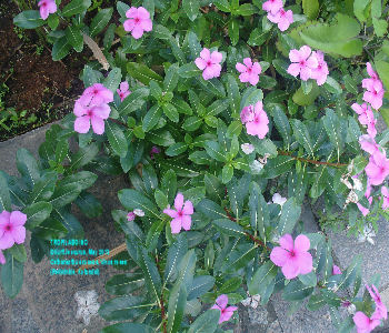 Vinca rosea-Periwinkle-Catharanthus roseus