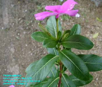 Vinca rosea-Periwinkle-Catharanthus roseus leaves