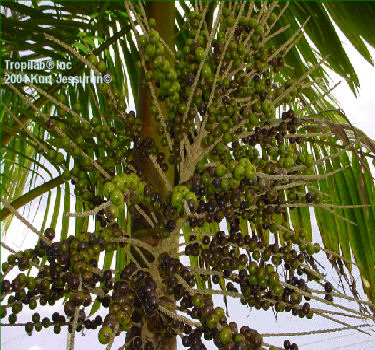 Euterpe oleracea - Acai palm
