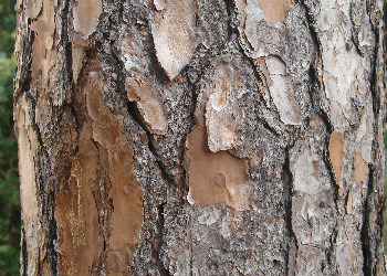 Pinus stem