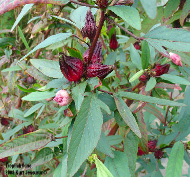 Hibiscus sabdariffa,Roselle calyx used against cough, dyspepsia, fever, hypertension, high cholesterol and for stimulating 
intestinal peristalsis. Roselle also demonstrates significant anti-hyperammonemic and antioxidant activity
