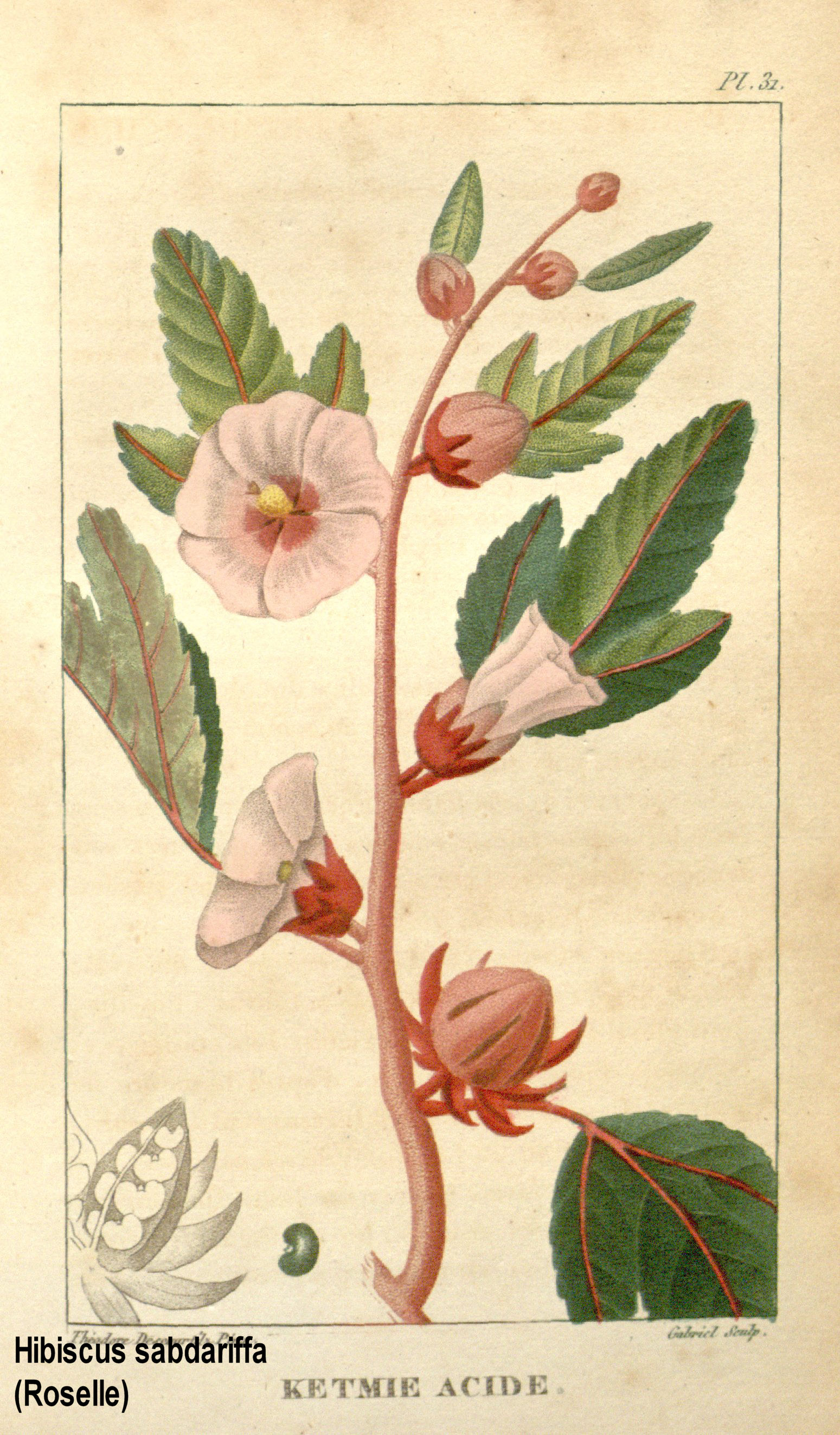 Hibiscus sabdariffa