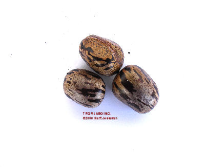 Rubber tree seeds