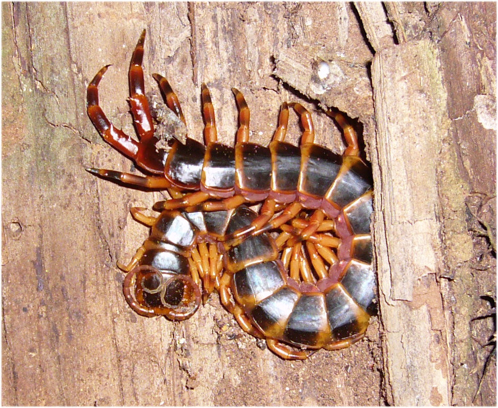 Amazon Rainforest - Tityus serrulatus, aka yellow scorpion very venomous scorpion