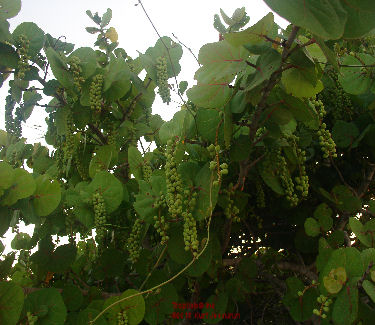 Coccoloba uvifera green fruits