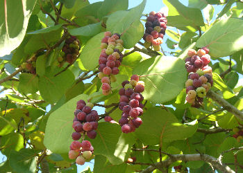 Seagrape fruits