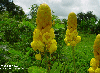 Cassia alata flowers