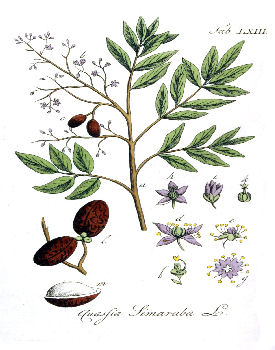 Simaruba officinalis