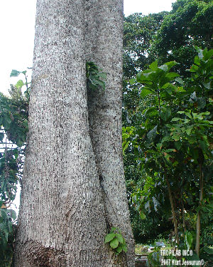 Simaruba officinalis