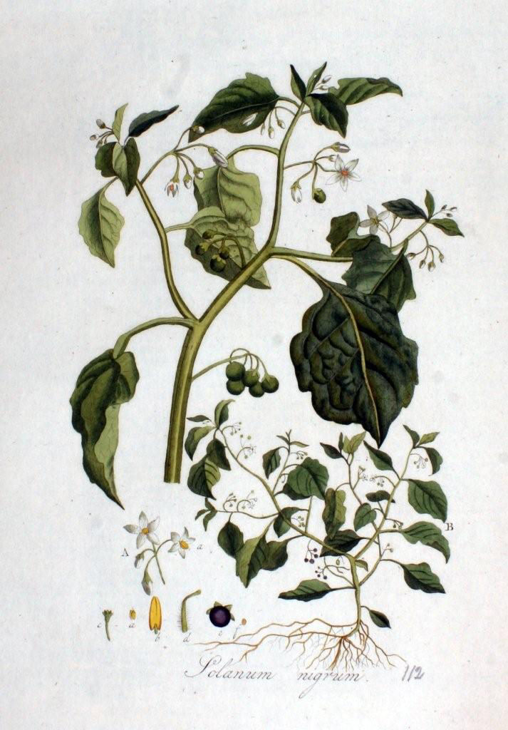 Solanum oleraceum