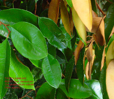 Chrysophyllum cainito (Star apple) leaves